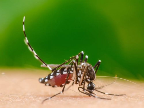 為何蚊子喜歡叮穿深色衣服的人？