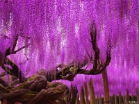 二次元般的夢幻場景《日本紫藤花海》美到讓人無法呼吸的粉紅瀑布！