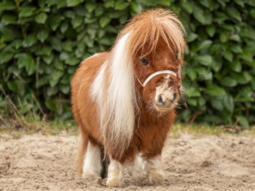 金氏世界紀錄認證！最矮迷你馬「普姆可」　萌樣療癒人心