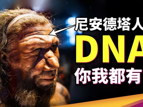 古人類的情慾流動瞞不過 DNA？諾貝爾生醫獎破解尼安德塔人與智人關係！