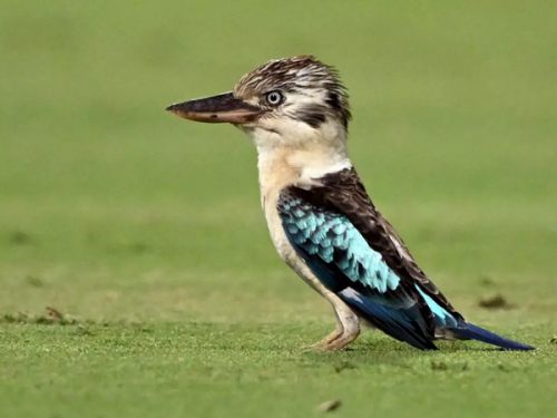 公鳥竟會下蛋！ 澳洲笑翠鳥「性逆轉」震驚學界