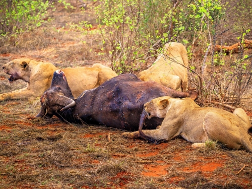 5獅圍捕獵物正要開吃 突內鬨大亂鬥 水牛命運奇蹟反轉
