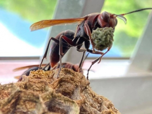 做蟲蟲肉餅給兒吃！褐長腳蜂卻吃素「只吸樹液花粉」　青農：別殺牠們