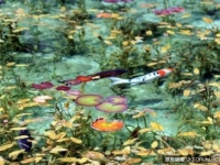 日本有一個如油畫般絕美的池塘，美的如此不真實⋯⋯讓你不敢相信自己的眼睛！