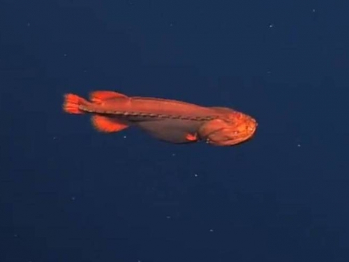 30多年只看過18尾！加州深海「亮橙色神秘魚」影片曝光