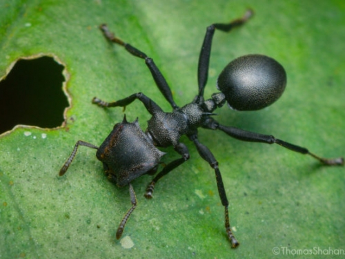 特殊螞蟻物種可根據居住地改變頭部形狀，科學家：演化不是一條單行道