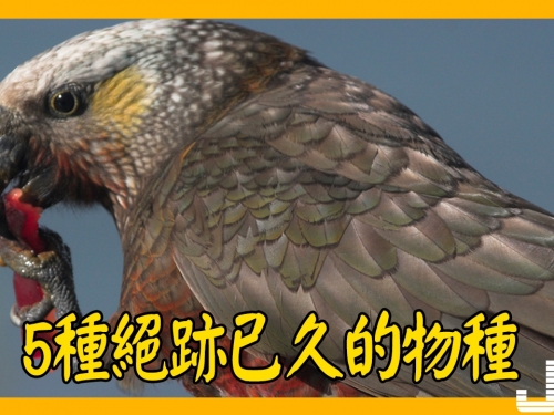 5種絕跡已久的物種，第3種從發現至滅絕僅20年