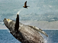 座頭鯨躍出水面向低空飛過的小鳥揮手