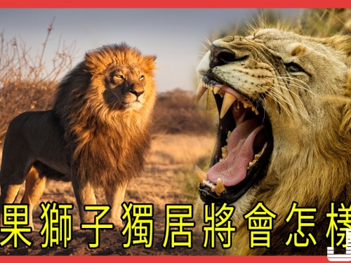 都知道獅子是群體生存，如果獅子獨居將會怎樣