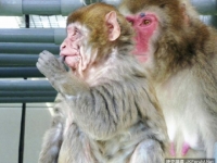 日本一猴子未老先衰　僅8個月大滿臉皺紋？！