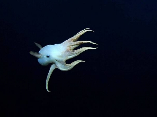 直擊極度罕見「小飛象章魚」白白胖胖超萌 海底4000米生存