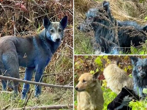 車諾比核電廠附近出現藍色狗狗 恐是接觸到化學物質