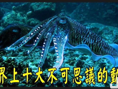 世界上十大不可思議的動物