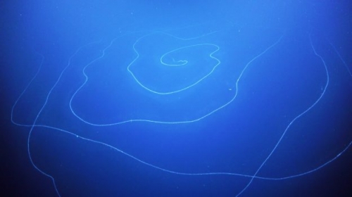 不是隨手塗鴉，這是科學家在深海發現的生物：46 公尺長的管水母
