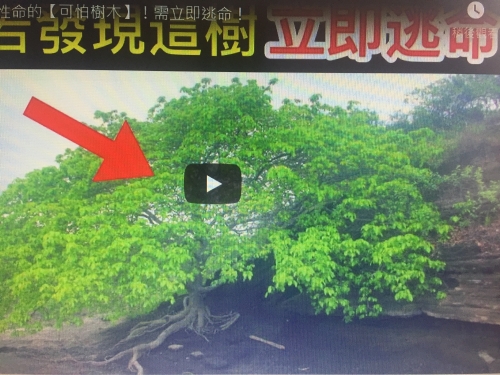 6個會奪走你性命的【可怕樹木】！需立即逃命