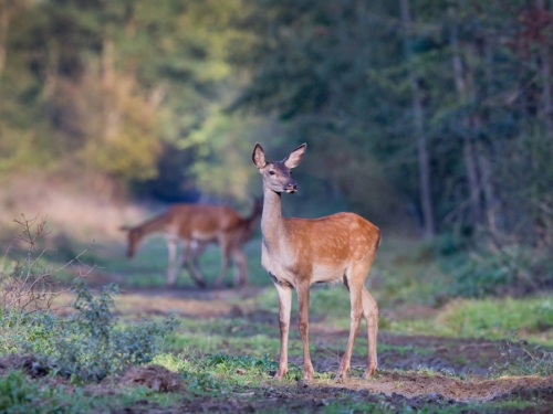 美國出現「活屍鹿」 頭中箭還能趴趴走 詭異景象曝