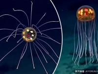 海底血滴子？深海發現詭異生物　外形發光像幽浮！