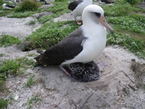 全球最老野鳥！73歲「智慧」阿嬤 持續翱翔天際