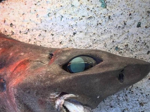 海底600公尺捕捉「大眼凸牙」怪魚 品種引專家熱議