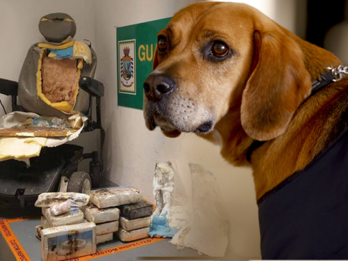 笑翻！遭緝毒犬識破藏毒 機場輪椅旅客瞬間可用雙腿行走