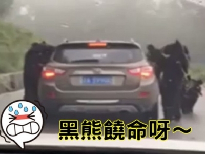 攔路搶劫！4黑熊圍堵遊客車要食物