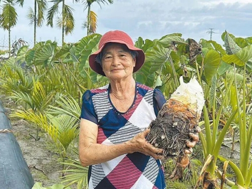 阿嬤種的！屏東7旬農婦種出超大「炮彈芋頭」 1顆重達8台斤