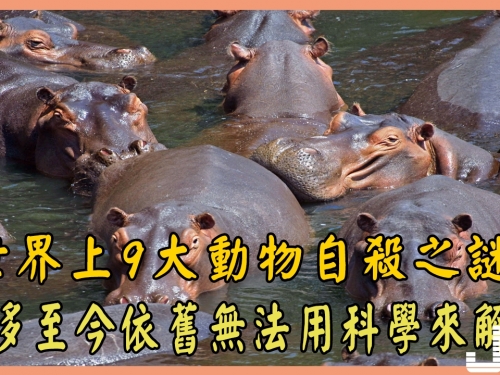 世界上9大動物自殺之謎，很多至今依舊無法用科學來解釋