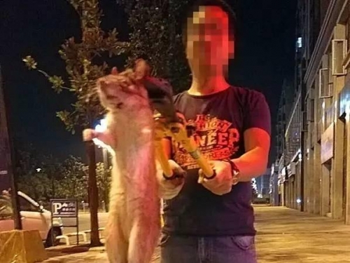 霸王老鼠過街 身長竟1.2公尺 人人喊打