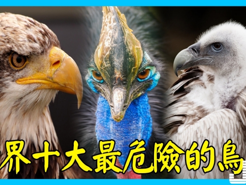 世界十大最危險的鳥類，原來是這些鳥類！