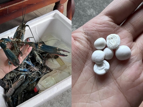 中秋節烤海鮮 驚見龍蝦頭藏「半顆珍珠」 內行人曝這原因