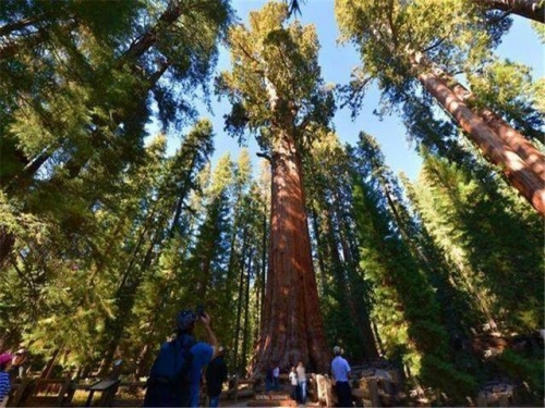 世界壽命超長的七棵樹：第六已被美國砍伐，第二在中國活了5000年