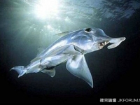 超能力魚類：象魚竟能張嘴說話…