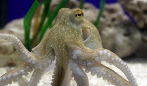 它被譽為動物界最偉大的生物，為保護幼崽出生，自願犧牲自己