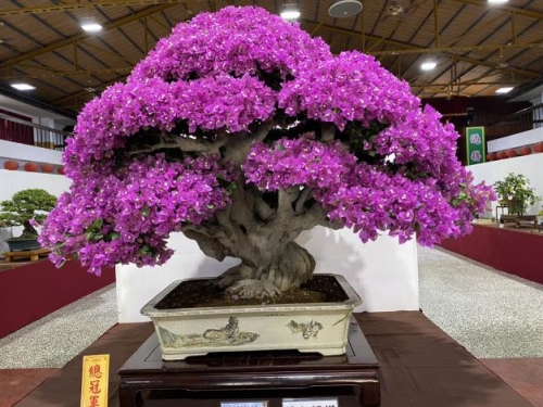 2025台灣花菓盆栽展登場 薛石柱「九重葛」勇摘雙冠