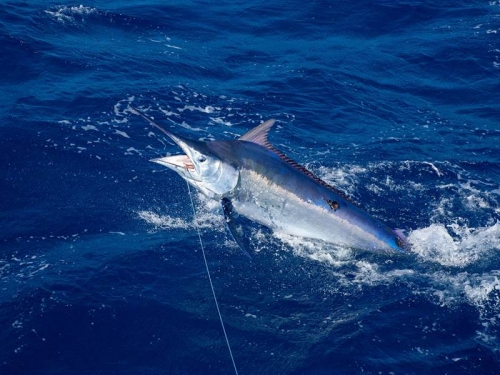 釣到3百公斤海怪 巨型劍魚好驚人