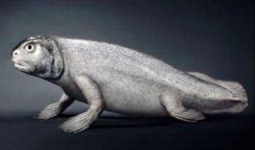 人類的祖先是猴子？科學家表示：人類可能是從魚進化而來的！