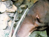 驚！亞洲獨角獸　頭頂尖角可達半公尺