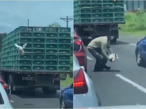 天降奇「雞」！剛落地秒被抓 網：史上最短逃亡
