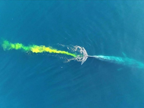 200公升黃金！藍鯨霸氣大解放