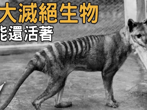 【TOP5】五種可能還活著的滅絕生物，隱身在地球不為人知的角落。