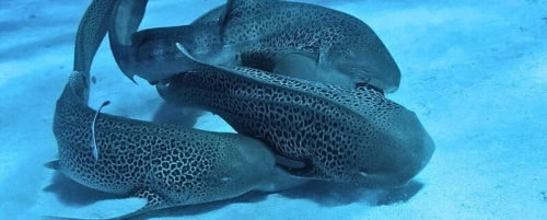 鯊魚版多人運動！科學家直擊「一后二王」全程錄下