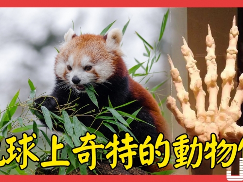 地球上奇特的動物們，大熊貓一開始是吃肉的！你知道嗎？