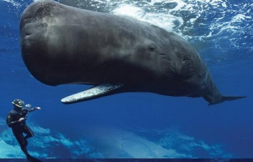 鯨魚身上都是肉，能潛千米深海，為什麼鋼鐵潛艇會被壓扁？