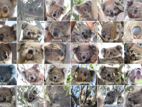 生物學家找到辨識無尾熊的方法，準確率達 90%