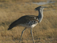 灰頸鷺鴇：體重最大的瀕危飛行鳥類