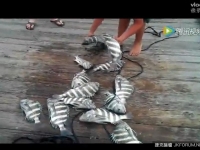 你看過魚有人類特徵的嗎?