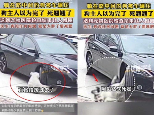 拉不拉多趴路旁慘遭車輾　緊急送醫後醫生竟「這樣說」