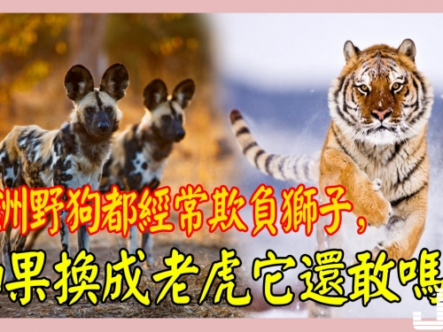 非洲野狗都經常欺負獅子，如果換成老虎它還敢嗎？