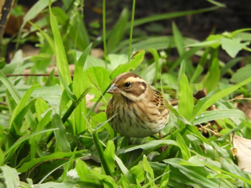 黃眉鵐罕見現身台中! 科博館：理性賞鳥「勿干擾」餵食