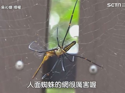 巨大人面蜘蛛溫和不傷人　專家表示：牠只吃老公